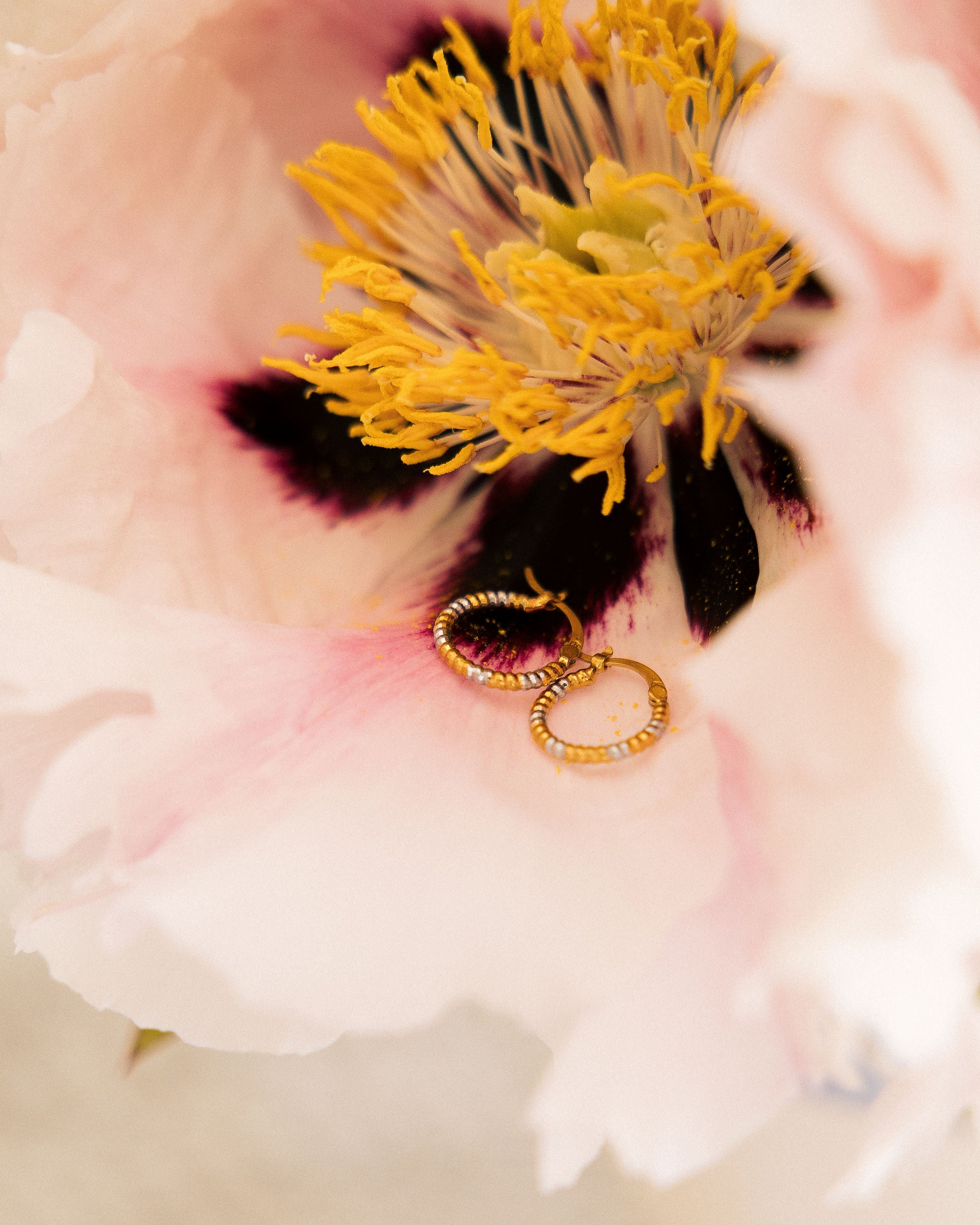 Two-Tone Mini Hoop Earrings nestled in pink peony flower showing gold and silver texture